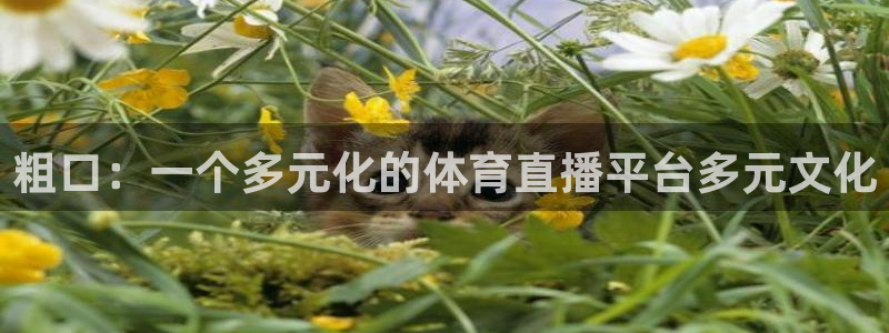 833体育免费直播：粗口：一个多元化的体育直播平台多元文化